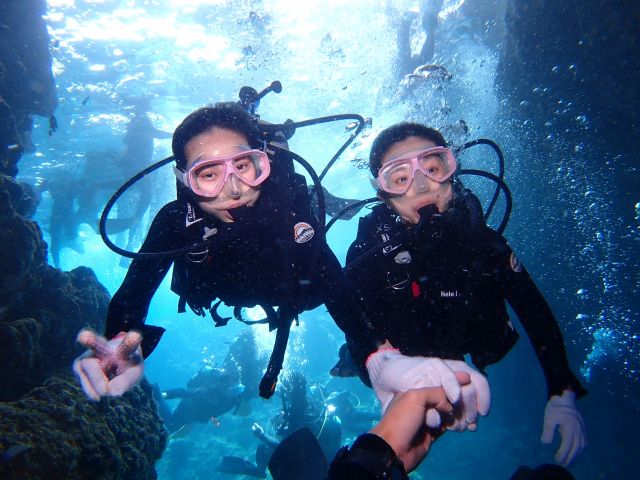 ダイビング、熱帯魚、珊瑚