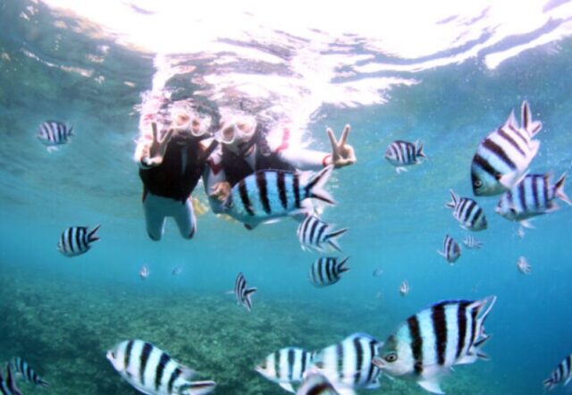 シュノーケリング　セットツアー 熱帯魚